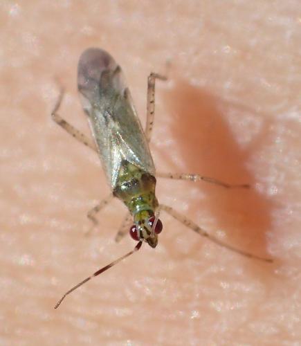 Réf. 298 375 : Dicyphus sp.